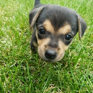 Meet your Posher, Constance